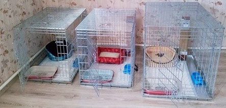 кабинет для приема животных