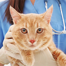 лечение онкологических заболеваний у кошек